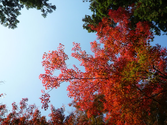 紅葉は季節の変化を教えてくれます