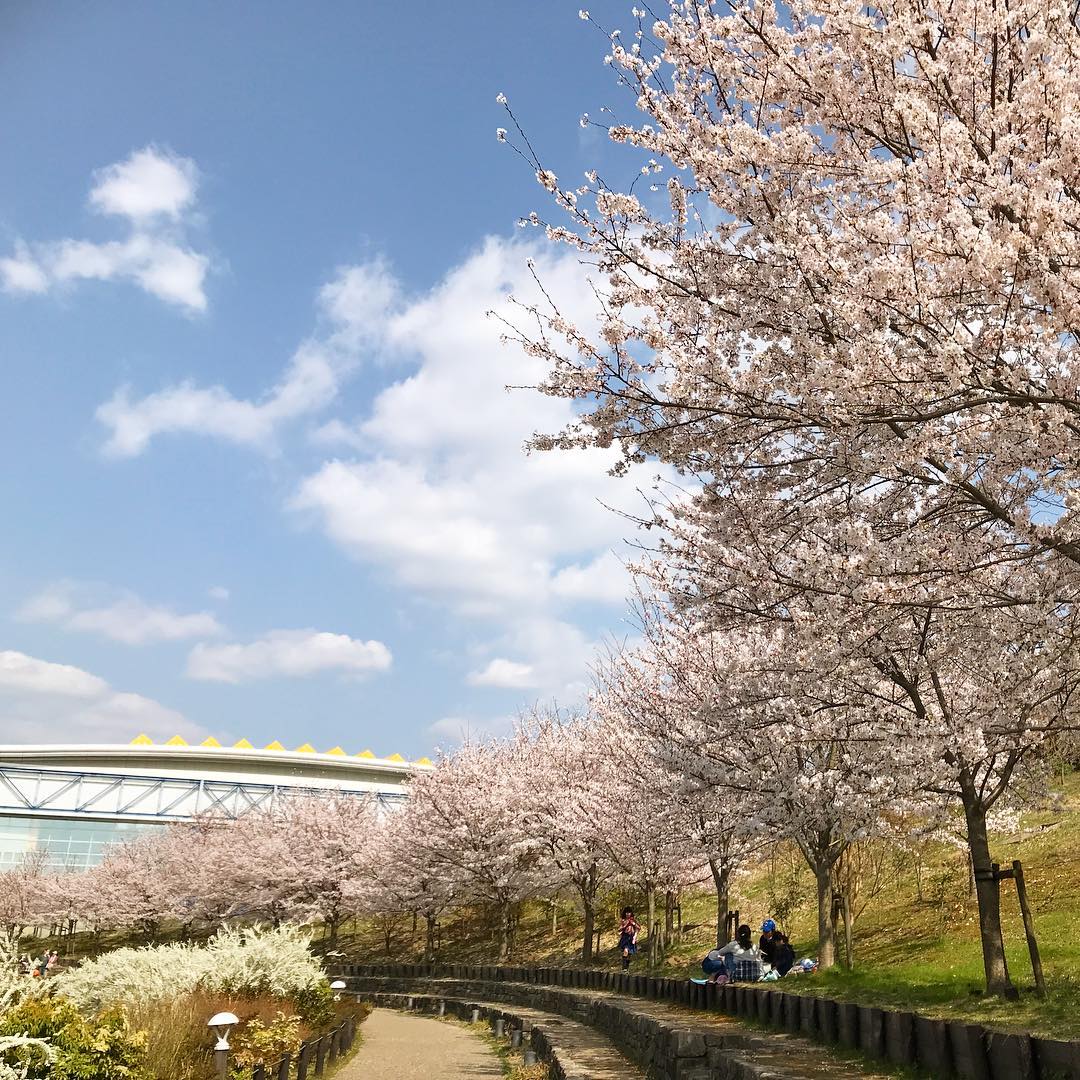 春の訪れを桜が祝福 四季が巡る当たり前のことに感謝
